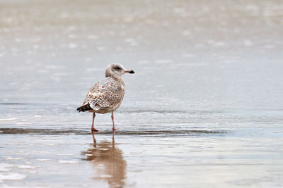 Young yellow-legged gull, larus michahellis, walking on seashore near baltic sea. juvenile seagull