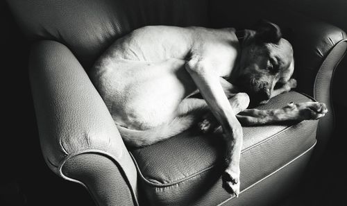 Close-up of dog sleeping in bedroom