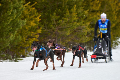 People riding horse in snow