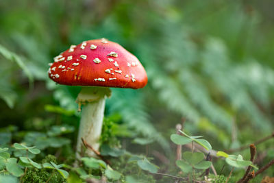 Close-up of fly agaric mushroom on field