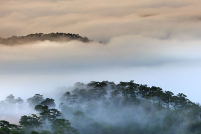 Trees growing against sky