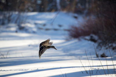 Bird flying over snow