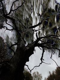 Low angle view of bare tree against sky