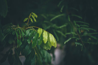 Close-up of leaves on branch