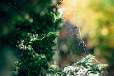 Close-up of spider web on plant