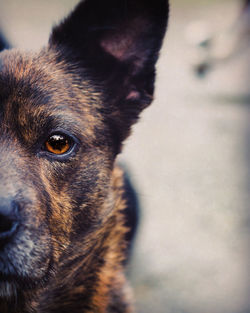 Close-up portrait of a dog