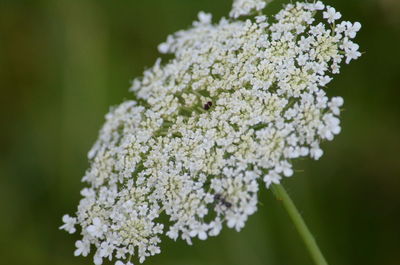 Close-up of white flowering plant