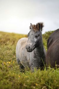 Close-up of horse on field against clear sky