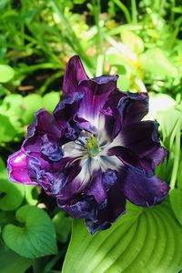 Close-up of purple flowering plant