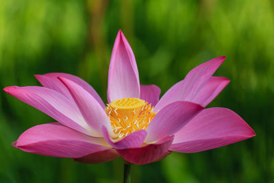 Close-up of pink flower blooming outdoors