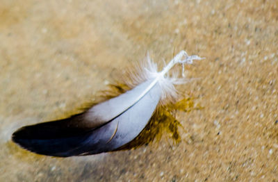 Close-up of feather