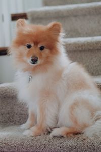 pet