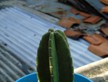 High angle view of succulent plant in water