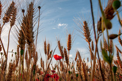 Close-up of wheat growing on field