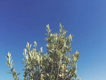 Low angle view of plant against clear blue sky