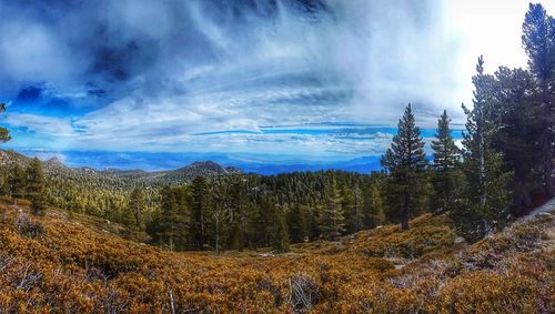 Panoramic view of forest against sky