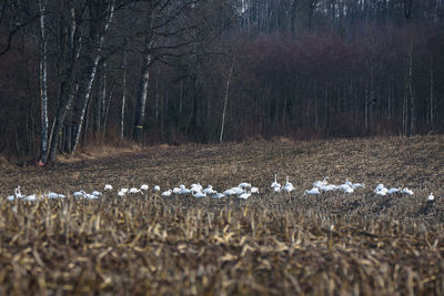 View of a field of a forest