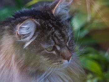 Close-up of cat