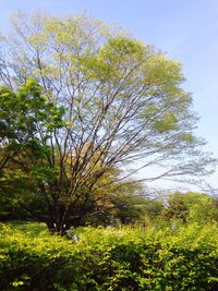 Low angle view of trees against sky