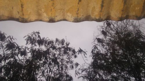 Low angle view of trees against sky