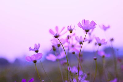 Close-up of purple flowering plant on field