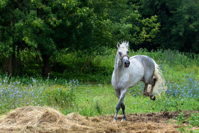 Horse running on field against trees