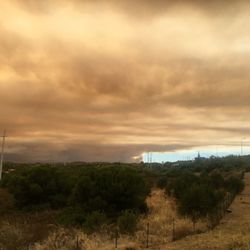 Trees on field against sky at sunset