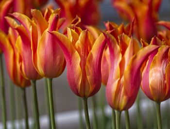 Close-up of red tulips