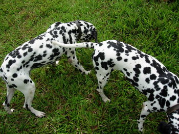 Dog on grass