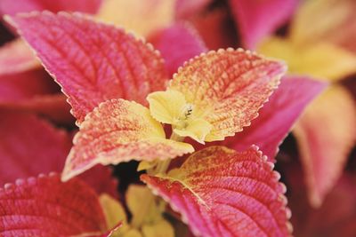 Close-up of pink flower