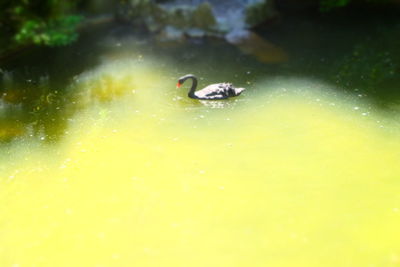 Ducks swimming in water