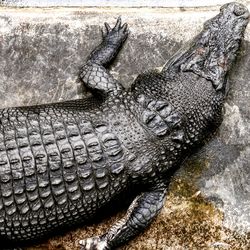 Close-up of crocodile