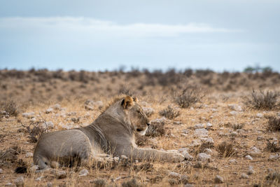 Lion on landscape against sky