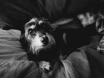 Close-up of dog resting on bed