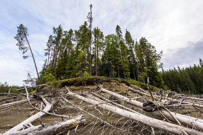 Trees fallen on ground