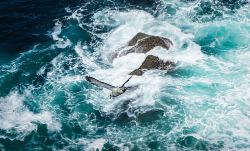 Man swimming in sea