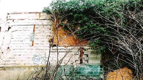 Ivy growing on house wall