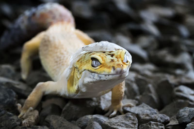 Lemon frost gecko shed its skin, all shedding process captured, amazing animal reptile photo series