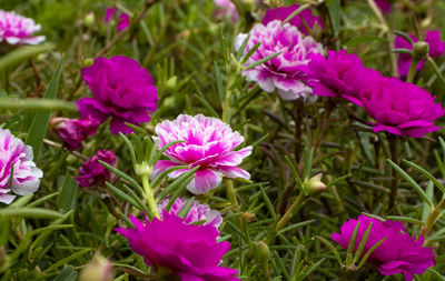 Close-up of pink flowering plants