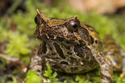 Close-up of frog on field 