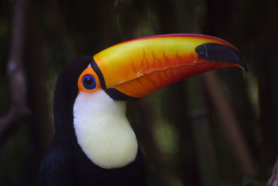 Close-up of a bird