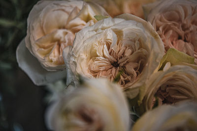 Close-up of white rose