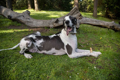 Dog sitting on field