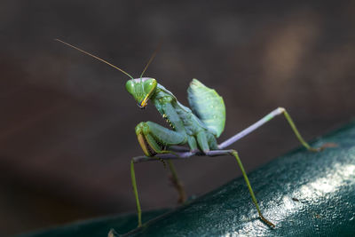 Close-up of insect