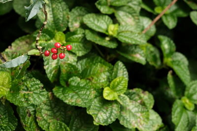 Close-up of strawberry growing on plant