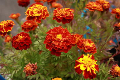 Close-up of orange flowers