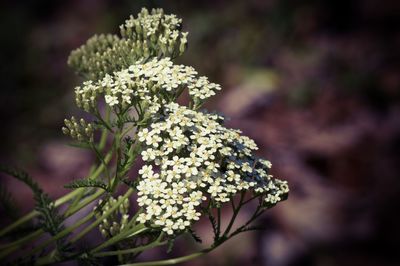 Close-up of white flowers