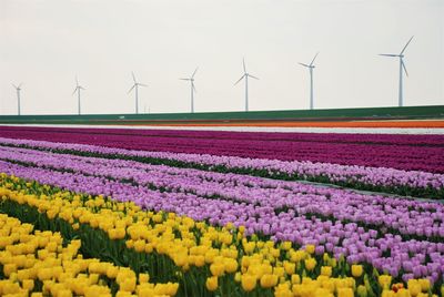 View of wind turbines on field against sky