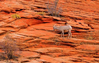 Horse standing on rock