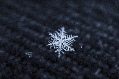 Close-up of snowflakes on christmas tree